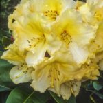 R. 'Horizon Monarch'