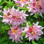 R. 'Irene Koster'