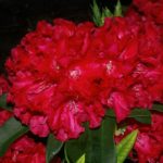 R. 'Jean Marie de Montagu' (syn. of The Honourable Jean Marie de Montague)