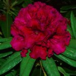R. 'Jim's Black Heart'