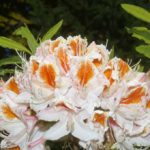 R. 'Jock Brydon'