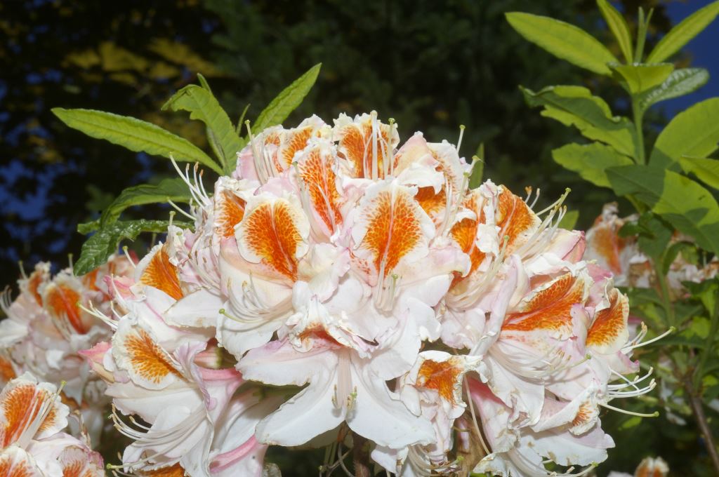 R. 'Jock Brydon'