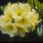 R. 'Karen Triplett'