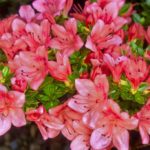 R. 'Kazan' 1 Flowers