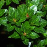 R. 'Kazan' 2 Foliage
