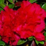 R. 'Kerrigan's Super Red'