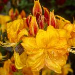 R. 'Klondyke'