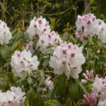 R. 'Lady de Rothschild'