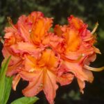 R. 'Mandarin Lights'
