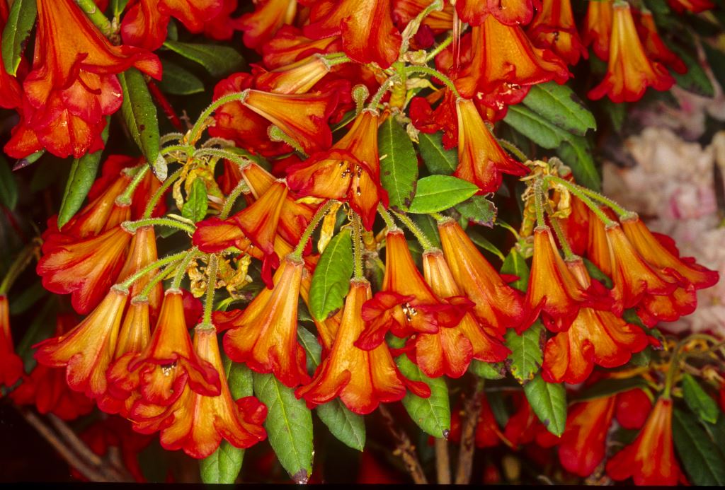 R. 'Medusa'