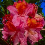 R. 'Mount St. Helens'