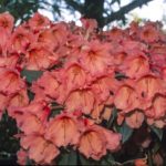 R. 'Old Copper'