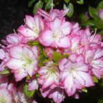 R. 'Peggy Ann'