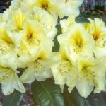 R. 'Phyllis Korn'