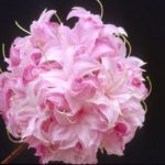R. 'Soft Shimmer'