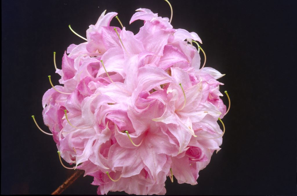 R. 'Soft Shimmer'