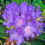 R. 'True Blue'