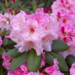 R. 'Virginia Richards'