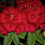 R. 'Vulcan Sun'