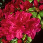 R. 'Vuyk's Scarlet'