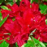 R. 'Wallowa Red'