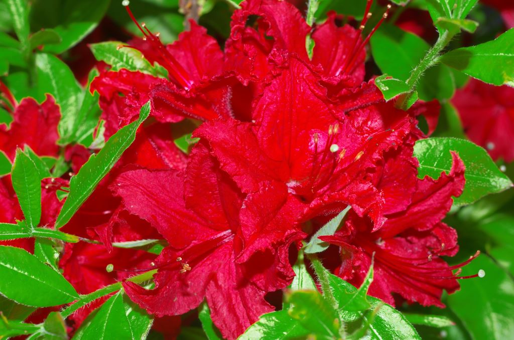 R. 'Wallowa Red'
