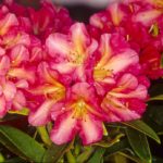 R. 'Whirlaway'