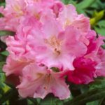 R. 'Yaku Prince'