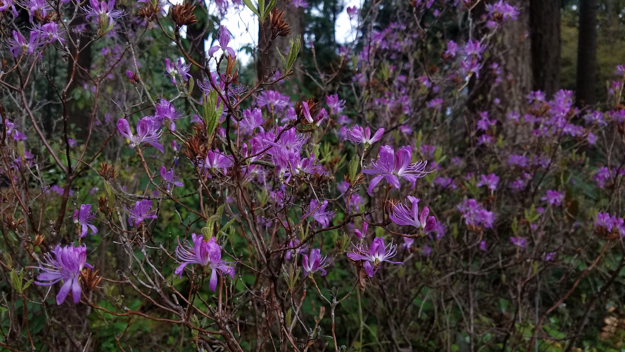 R. canadense