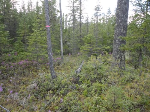 male spruce grouse