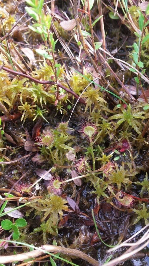 Sarracenia purpurea