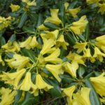 R. 'Bodnant Yellow'