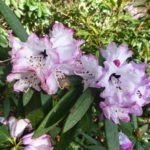 R. anthosphaerum 1977-770
