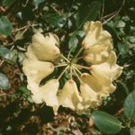 R. campylocarpum