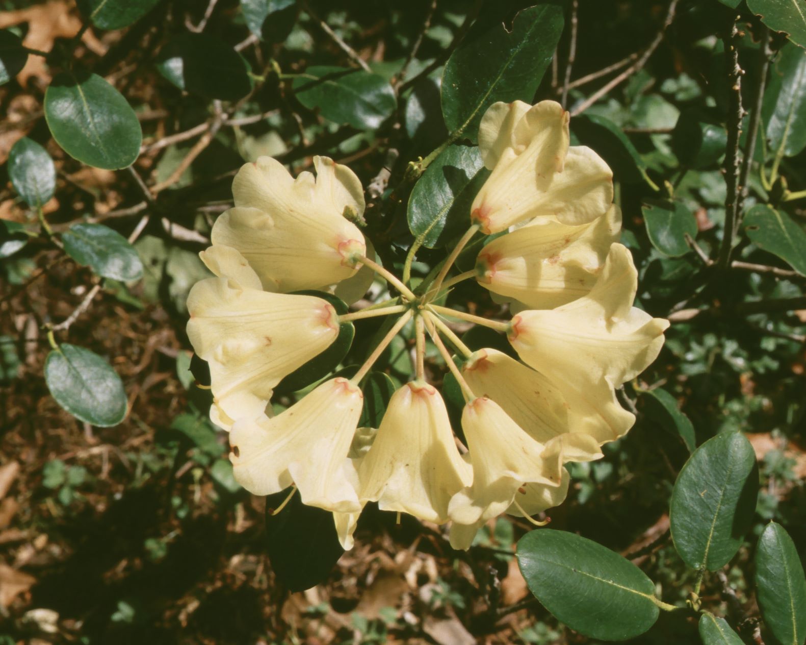 R. campylocarpum