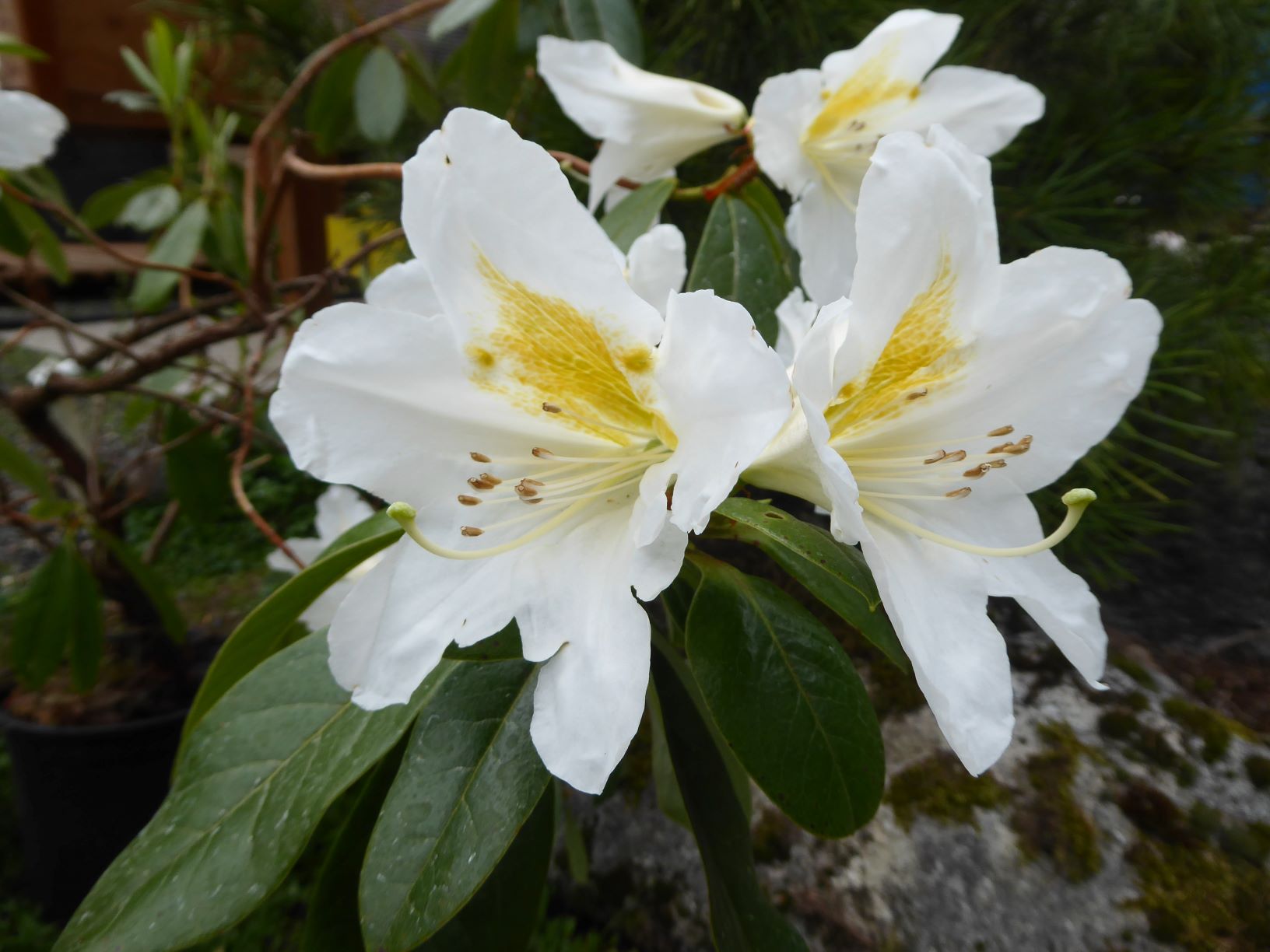 R. cuffeanum