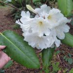 R. faithiae