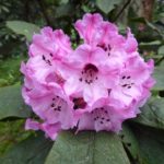 R. glischrum
