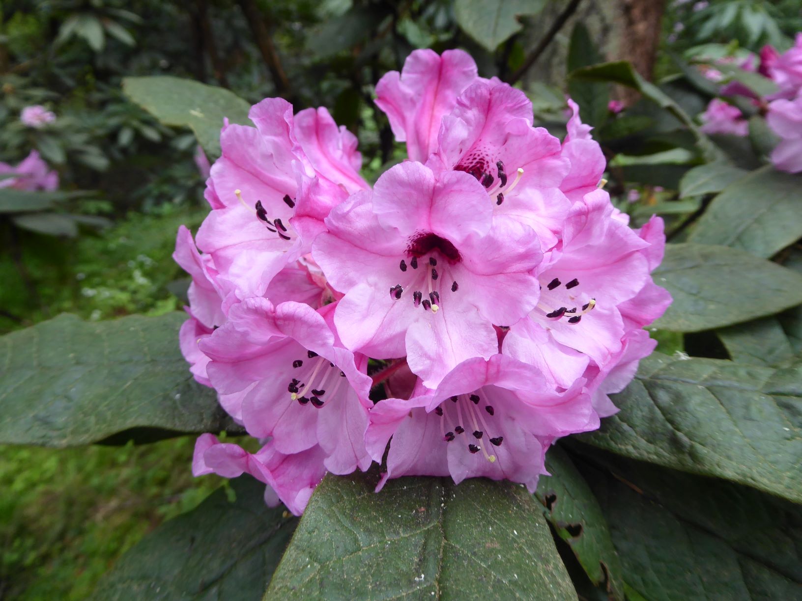 R. glischrum