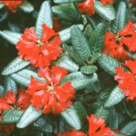 R. piercei