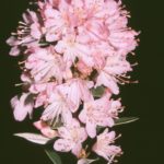 R. racemosum