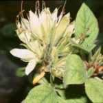 R. stenopetalum 'Kochozoroi'