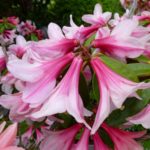 R. 'Bernice'