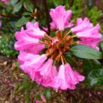 R. 'Brambling'