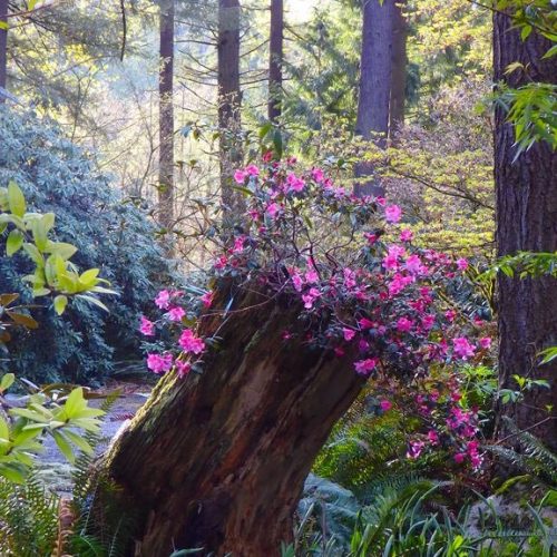 Rhododendron 'Plover'