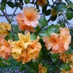R. 'Trewithen Orange'