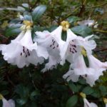 R. moupinense 1979.131
