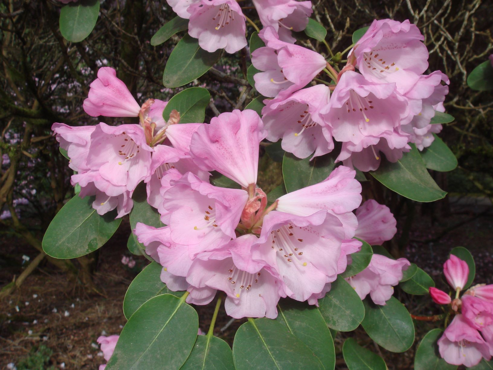 R. oreodoxa var. fargesii