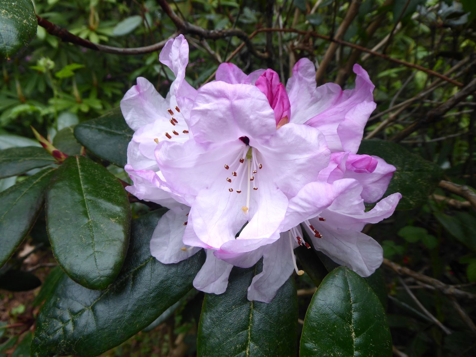 R. wallichii