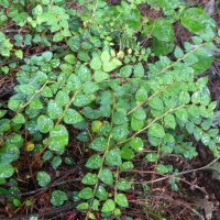 Gaultheria nummularioides